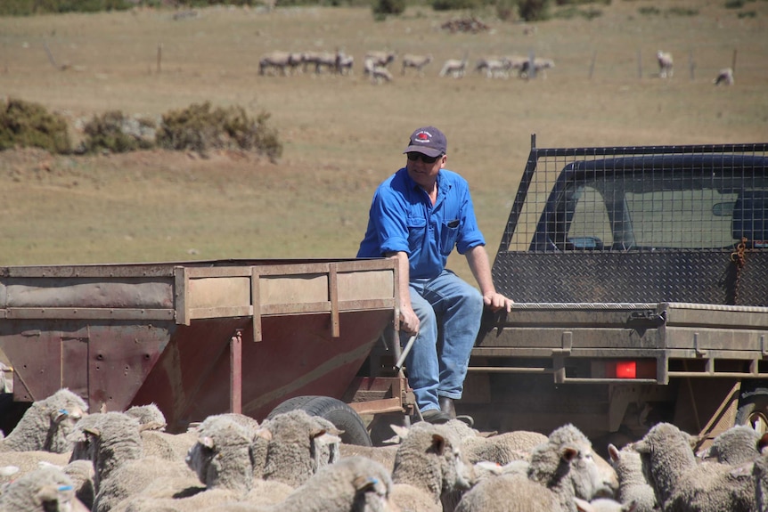 Alan Johnston feeding sheep on his property, on the drought-hit Tasmanian east coast, October 2018.