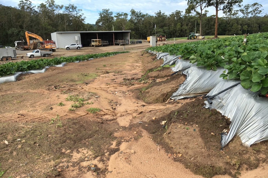 Road between strawberry rows suffering erosion damage.
