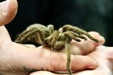 Mr Bermingham holds a brown tarantula in his hand, showing how docile and large they are.