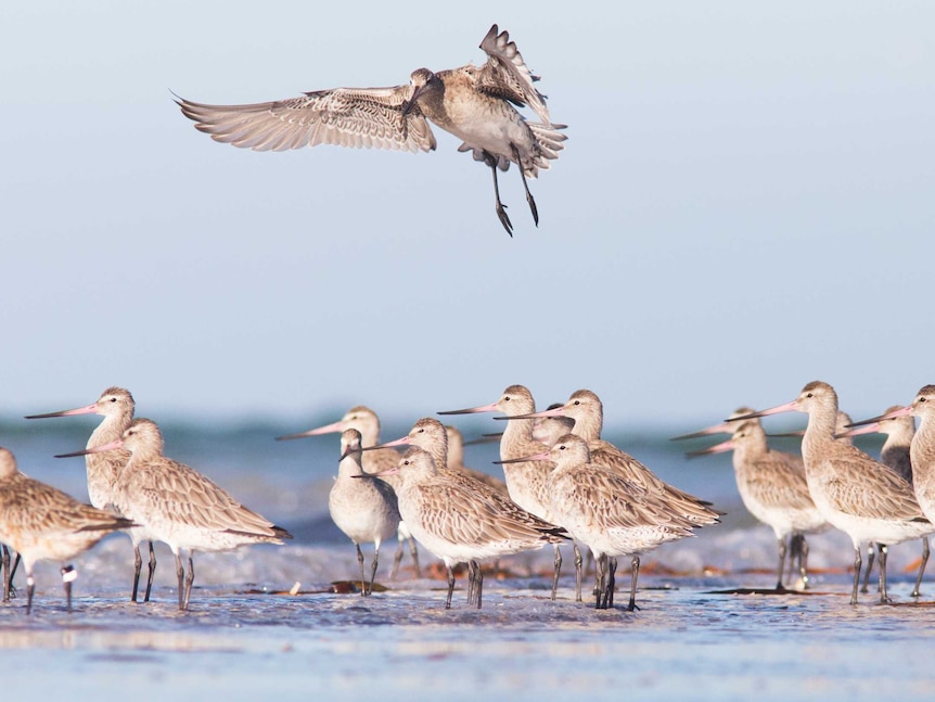 Bar-tailed Godwits