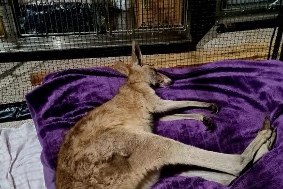 A kangaroo lying on a purple blanket