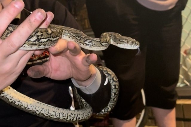 Man holds snake.