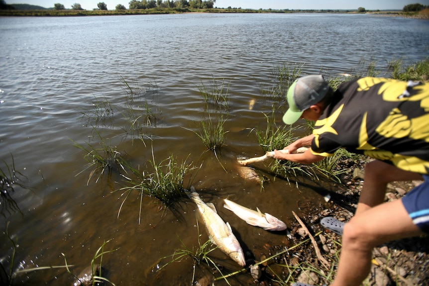 Mężczyzna za pomocą kija dosięga dużych martwych ryb unoszących się na brzegu rzeki 