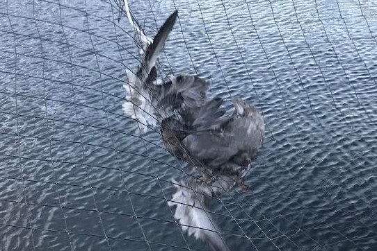 Bird caught in netting at salmon farm enclosure.