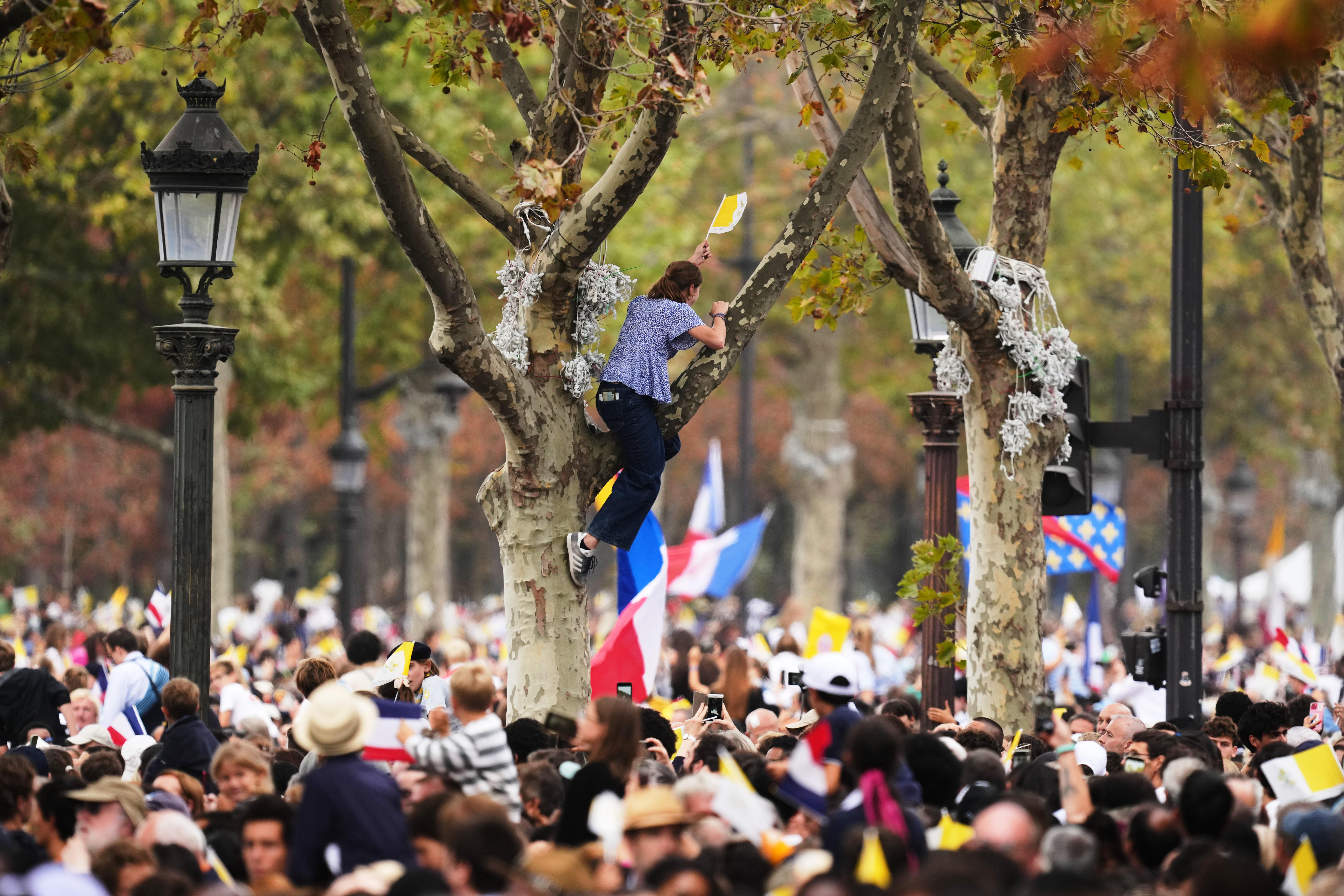 A person has climbed to a tree as a crowd stand below waving flags.