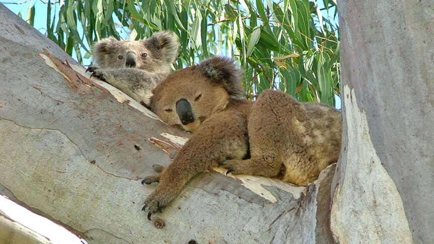 A relaxed koala mother and her joey, in better times.