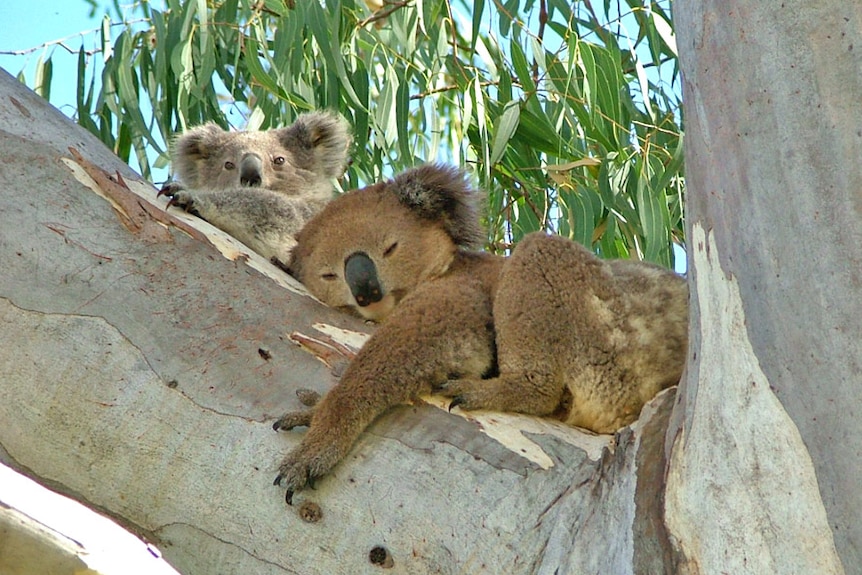 A relaxed koala mother and her joey, in better times.