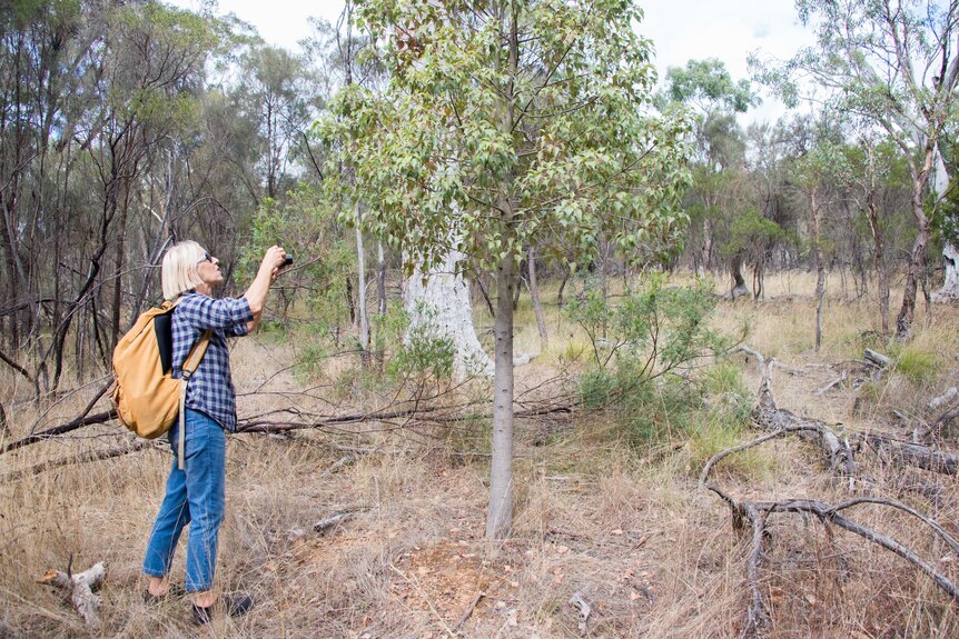 Gaye Paterson inspects a kurrajong tree