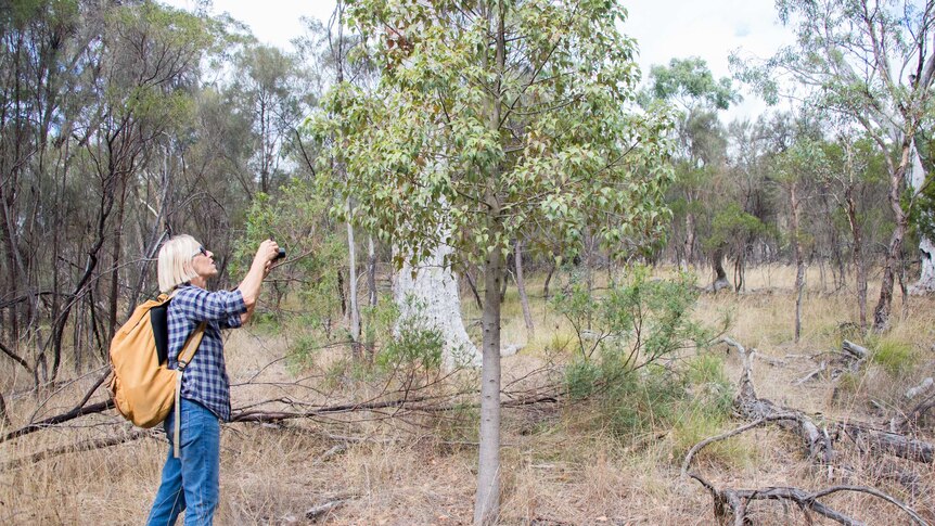 Gaye Paterson inspects a kurrajong tree