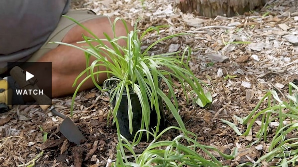 A man sitting on the ground with a plant and trowel in front of him. Has Video.