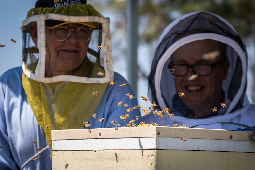 Two men in protective veils looking at a swarm of bees around a beehive