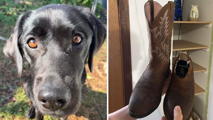A black lab sits next to a destroyed cowboy boot she ate.