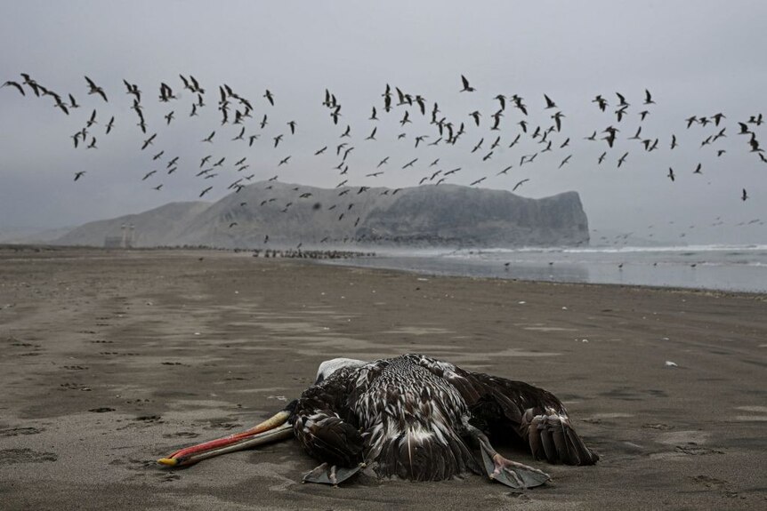 Dead pelican on beach