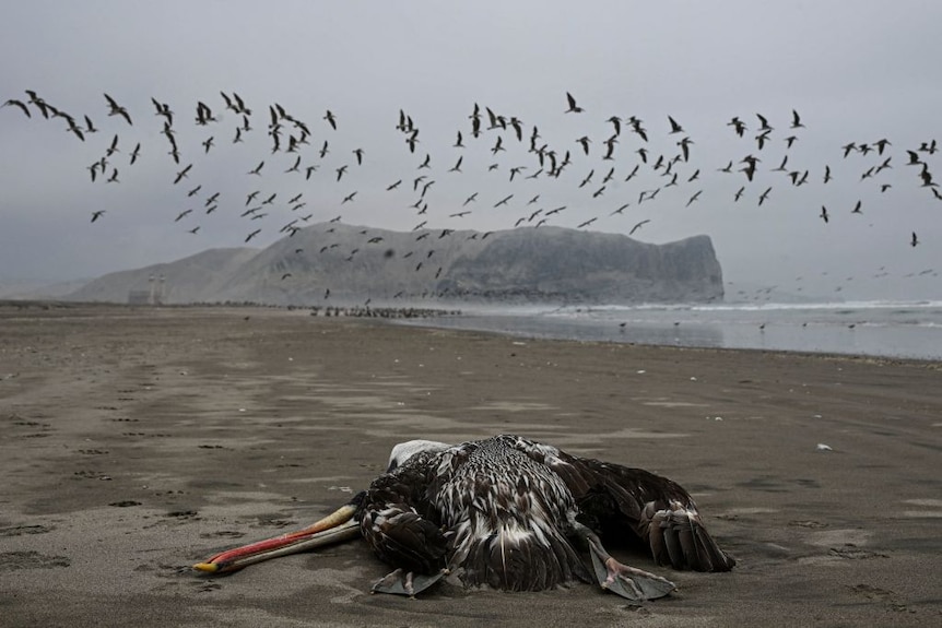 海滩上的死鹈鹕