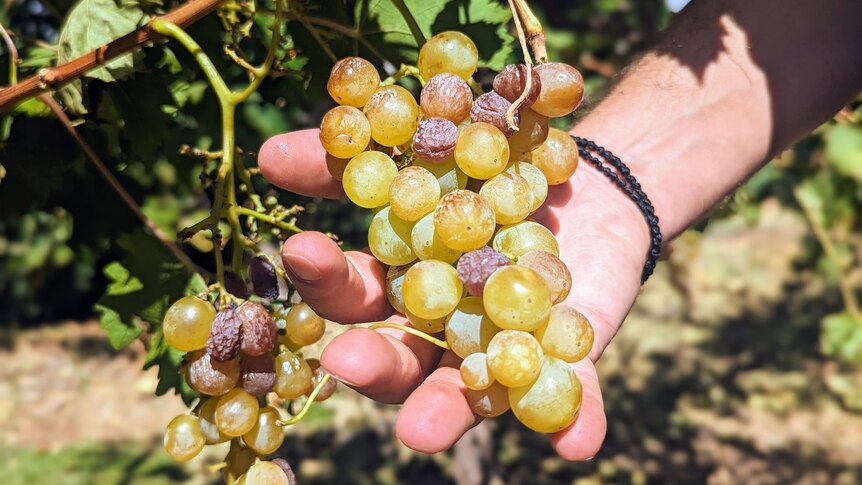 A close up of Andrew's hands, holding a bunch of white overripe Gordo grapes.