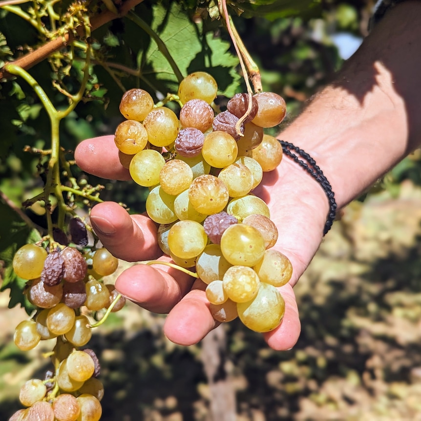 A close up of Andrew's hands, holding a bunch of white overripe Gordo grapes.