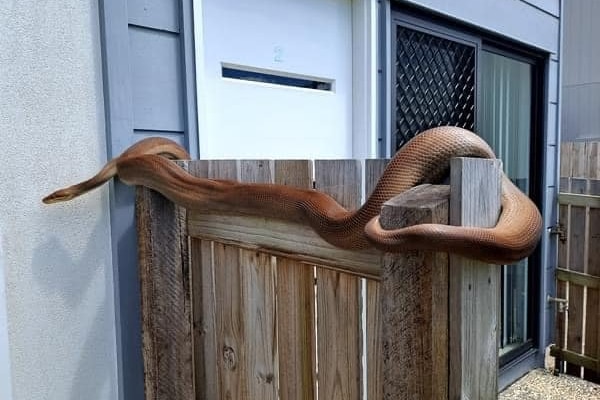 An olive python on top of a fence