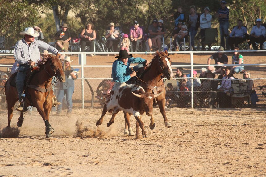 Steer wrestling at Carrieton rodeo.
