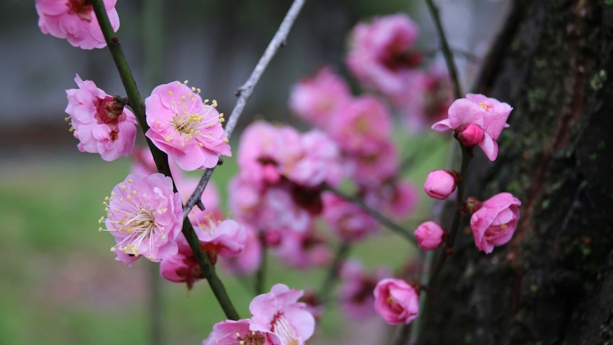 close up of thin tree branches with small pink flowers