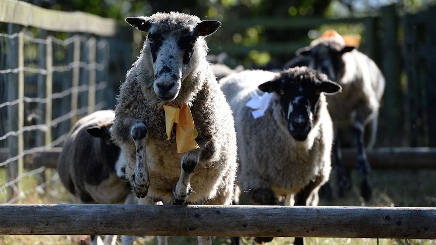 Sheep hurdle at Masham fair