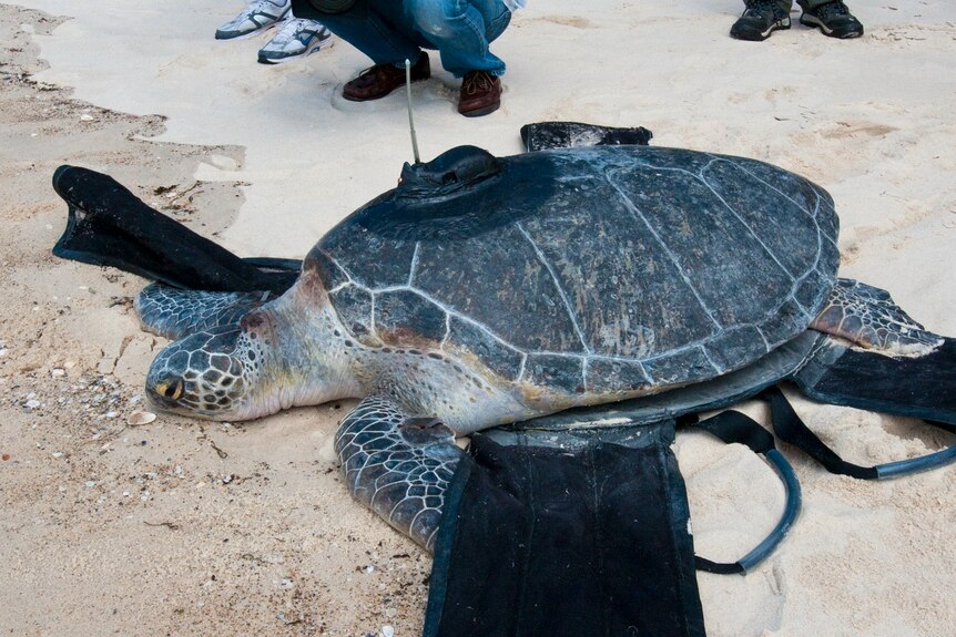 "Max" is the first male turtle to be tagged and released as part of the Marine Parks Authority's turtle monitoring program.