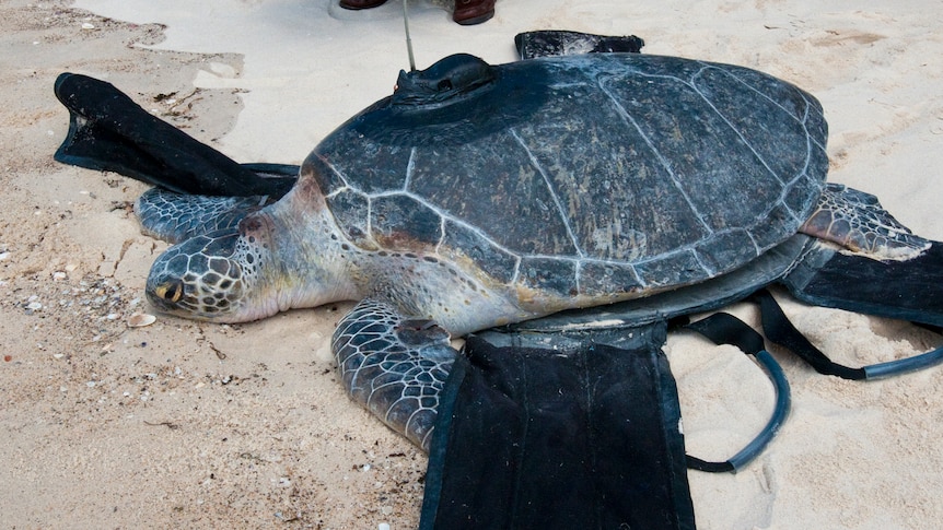 "Max" is the first male turtle to be tagged and released as part of the Marine Parks Authority's turtle monitoring program.