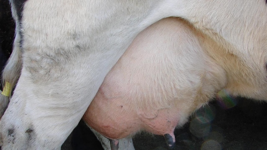 Dairy cow udder