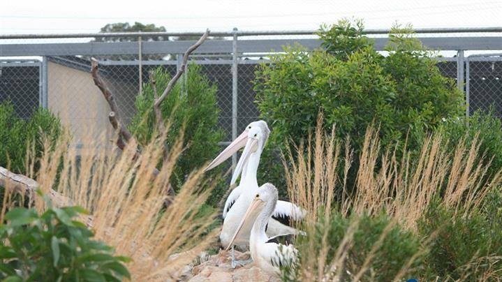 Pelicans at sanctuary on Torrens Island