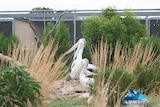 Pelicans at sanctuary on Torrens Island