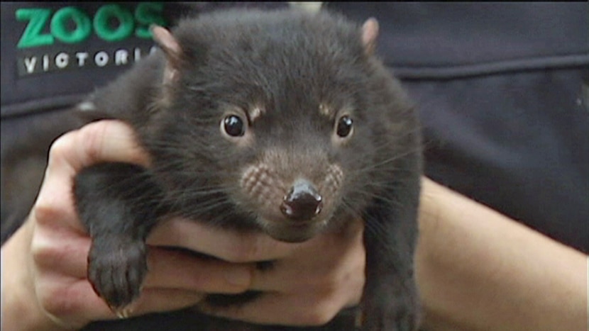 A baby tasmanian devil at Healesville Sanctuary