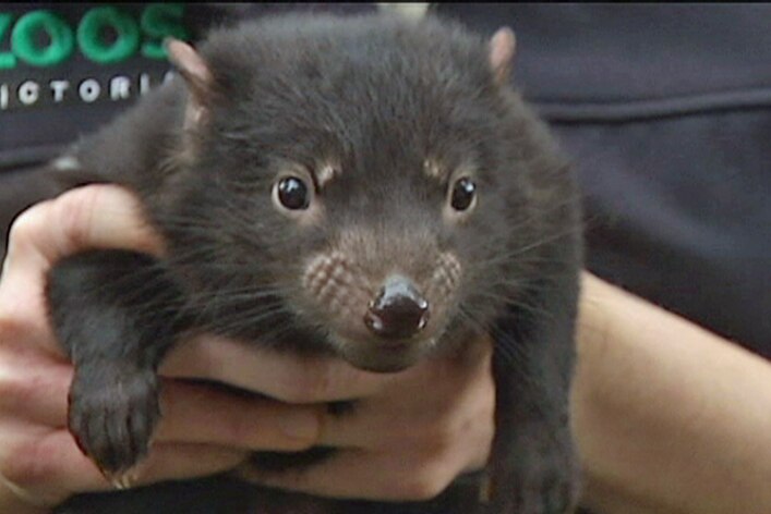 A Tasmanian devil is held in a person's hands.