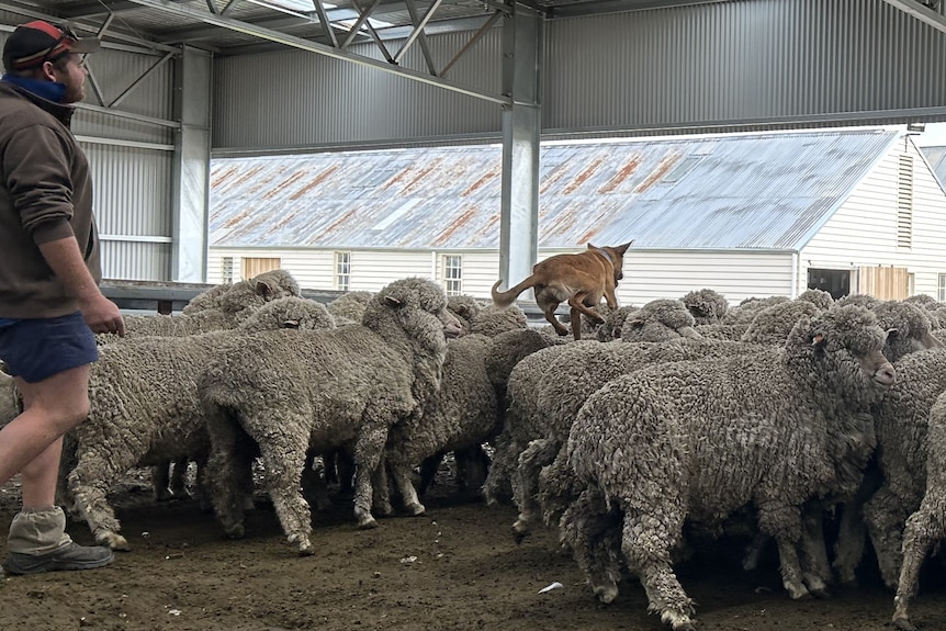 A dog jumps on the back of sheep while its owner walks behind.