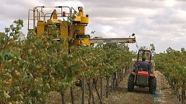 Canberra region wine growers are reporting strong yields and good quality during this years harvest.