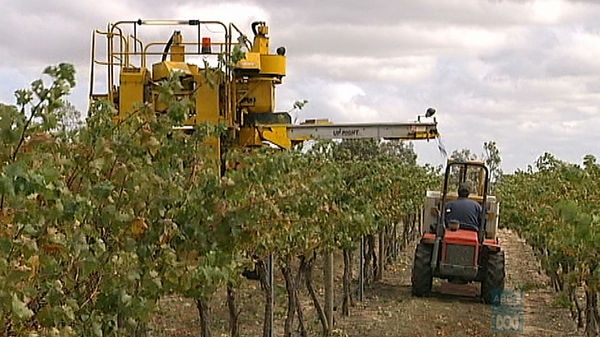 Grapes being harvested in the ACT region