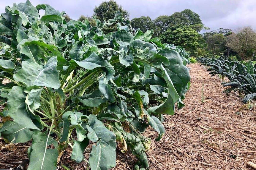 Green twisted leaves in a row with kale growing in a row to the right.