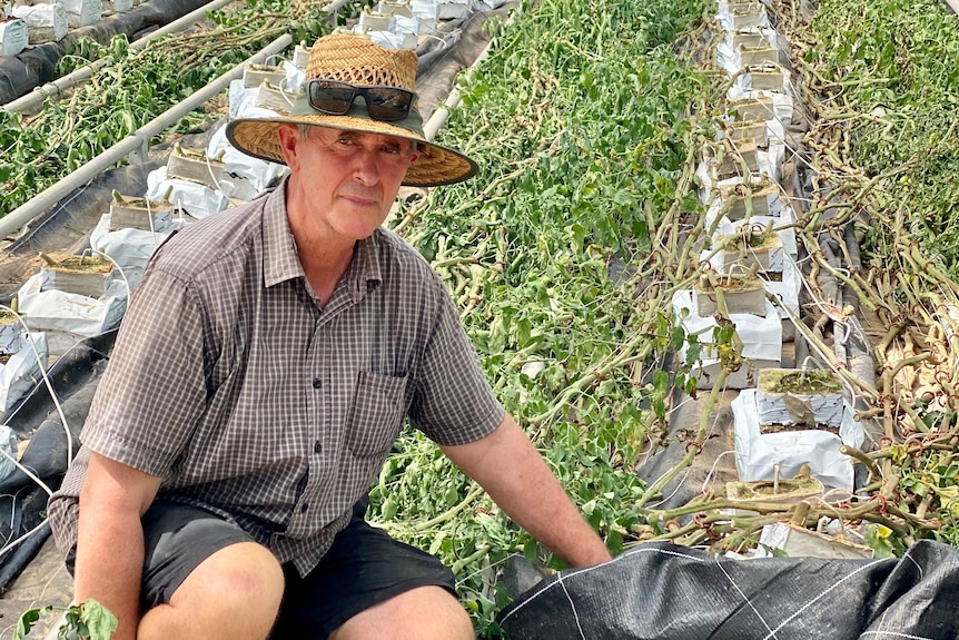 A man crouches in the ruins of a greenhouse tomato crop.