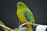 orange-bellied parrot