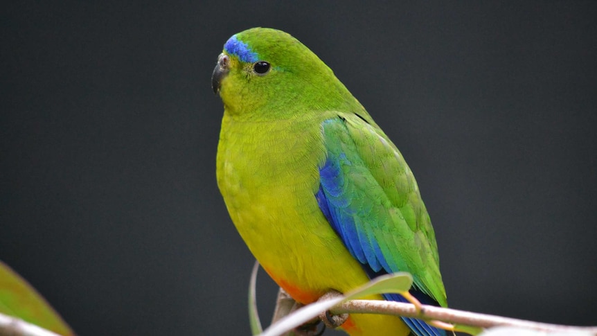 orange-bellied parrot