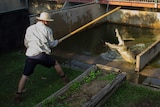 a man fends off a lunging crocodile with an oar.