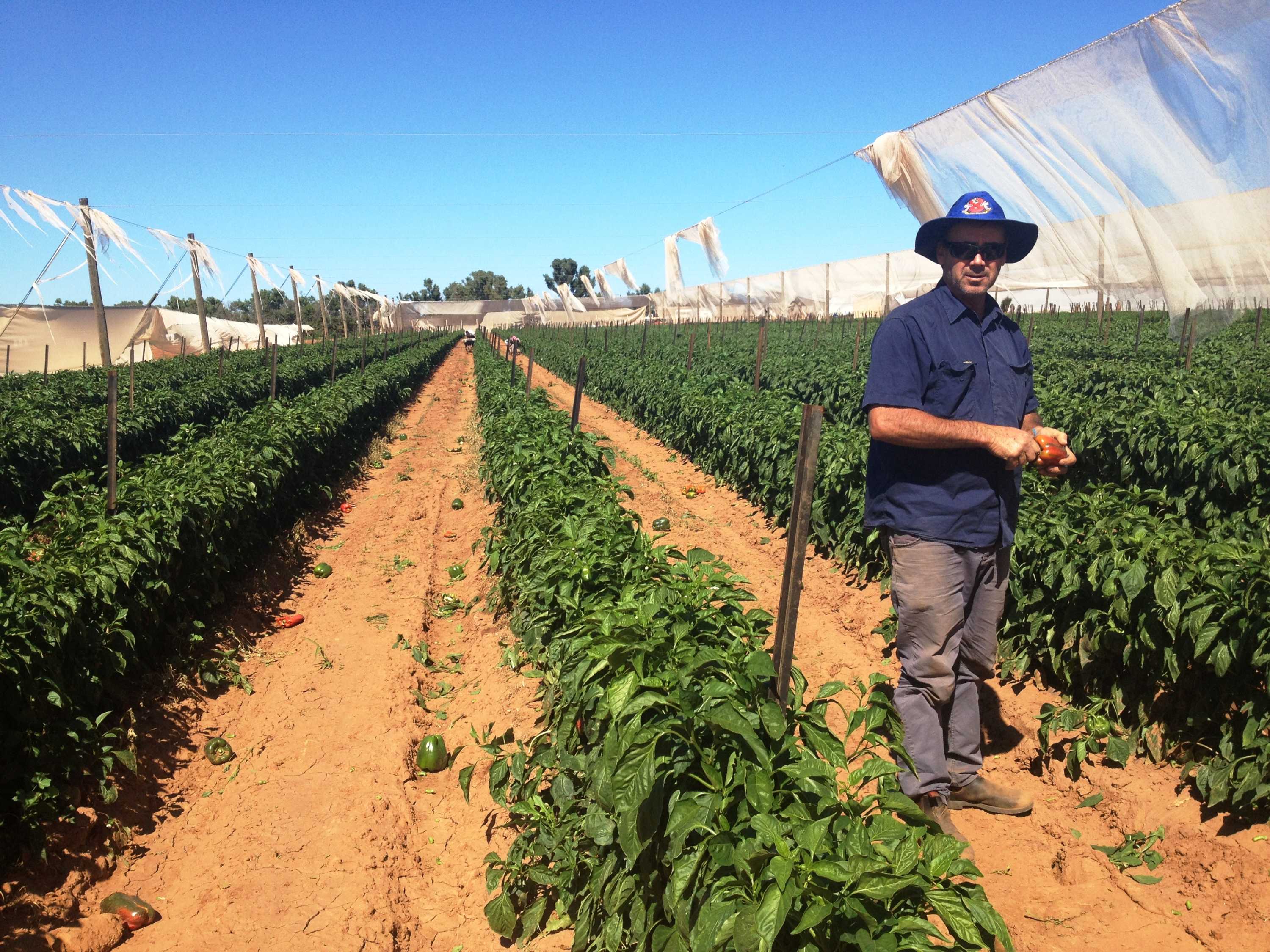 A farmer stands in three rows of capsicum plants with netting in the background