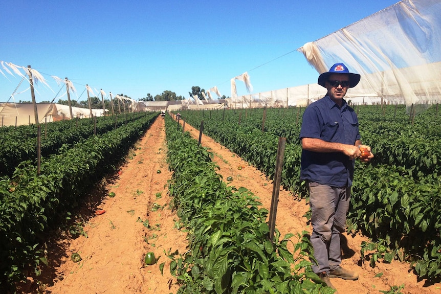 A farmer stands in three rows of capsicum plants with netting in the background