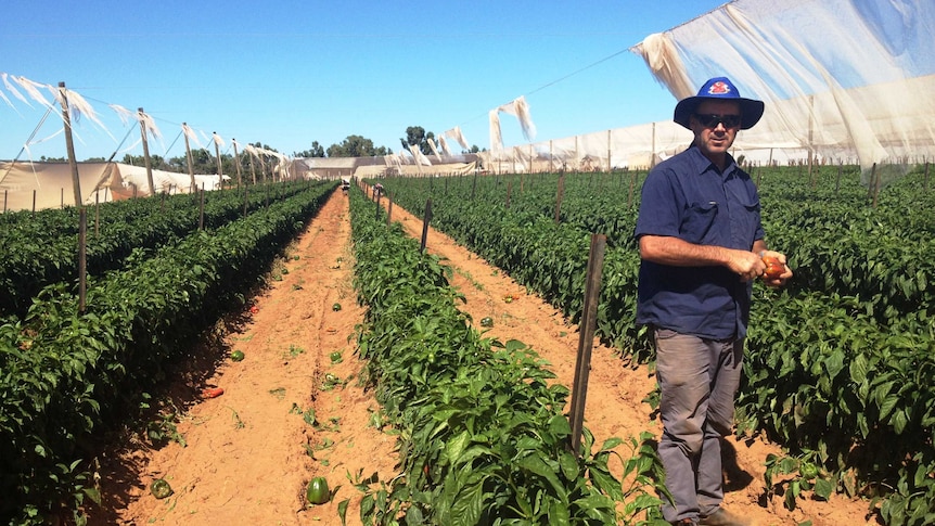 A farmer stands in three rows of capsicum plants with netting in the background