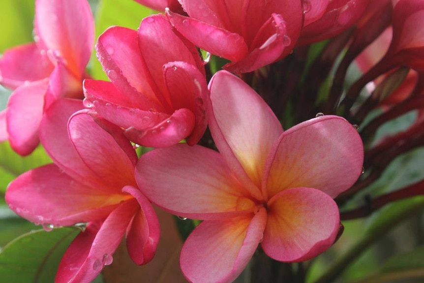 A bloom of pink frangipani flowers