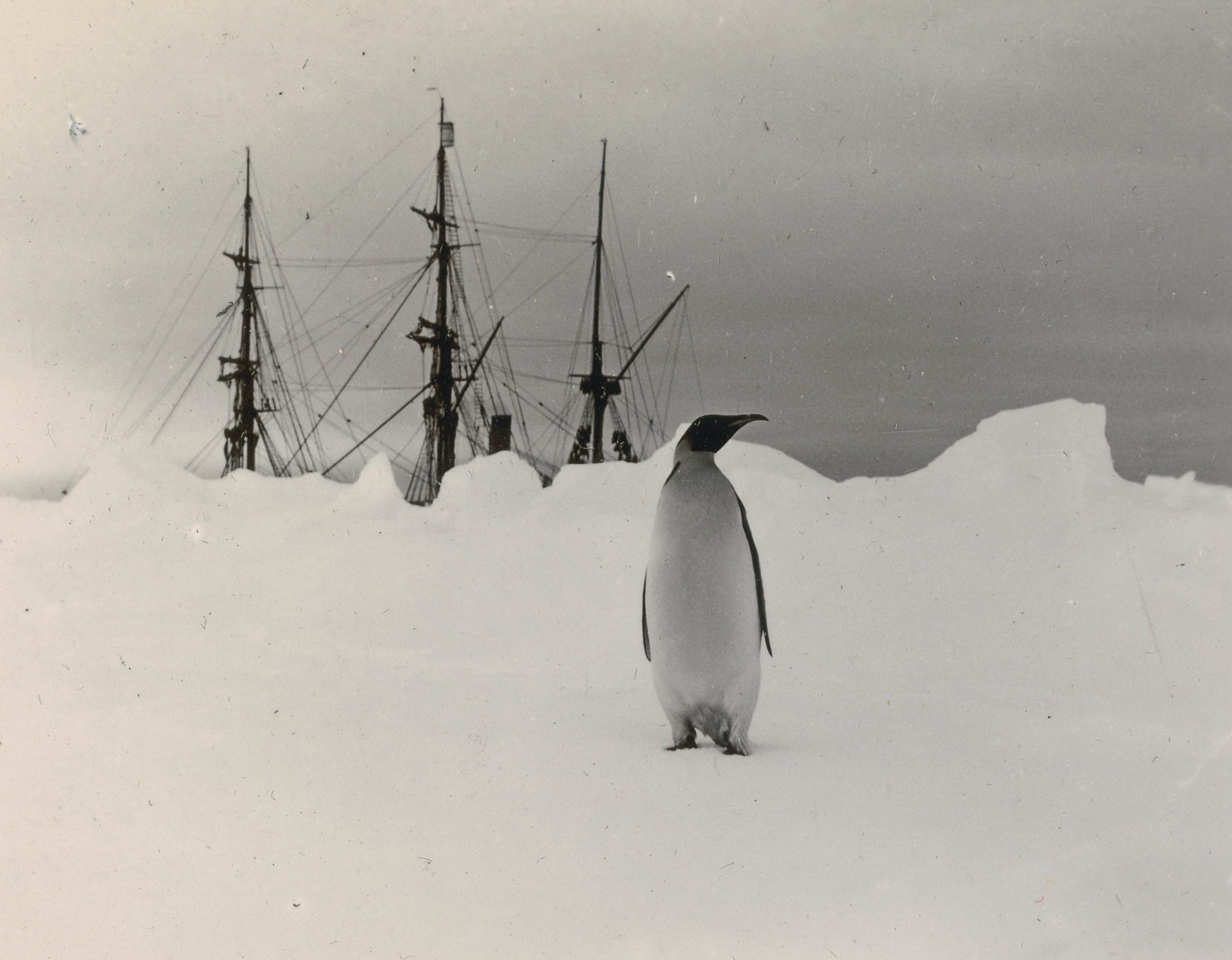 Newly released trove offers rare glimpse into Shackleton's Antarctic expedition