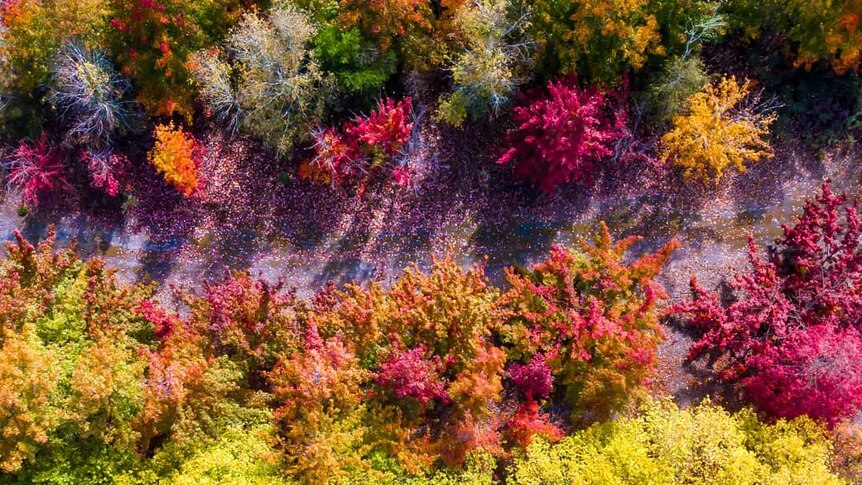 A drone photo of deciduous trees.