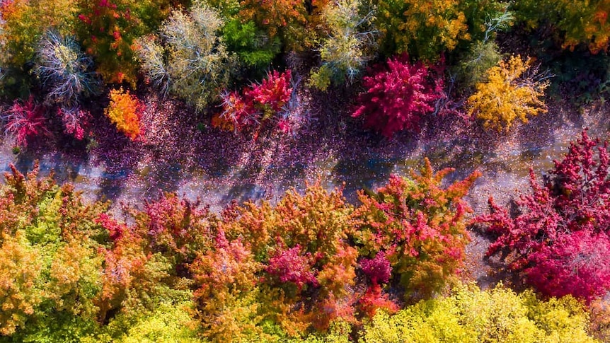 A drone photo of deciduous trees.