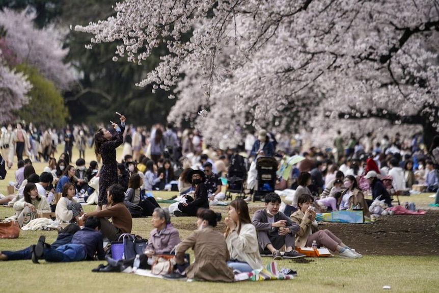 People sitting on the grass underneath pink cherry blossom trees