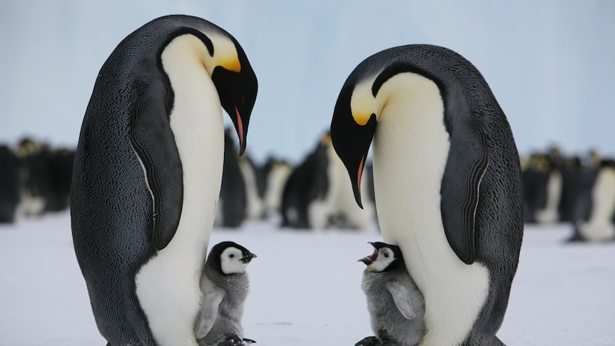 Two emperor penguins and their chicks on ice.