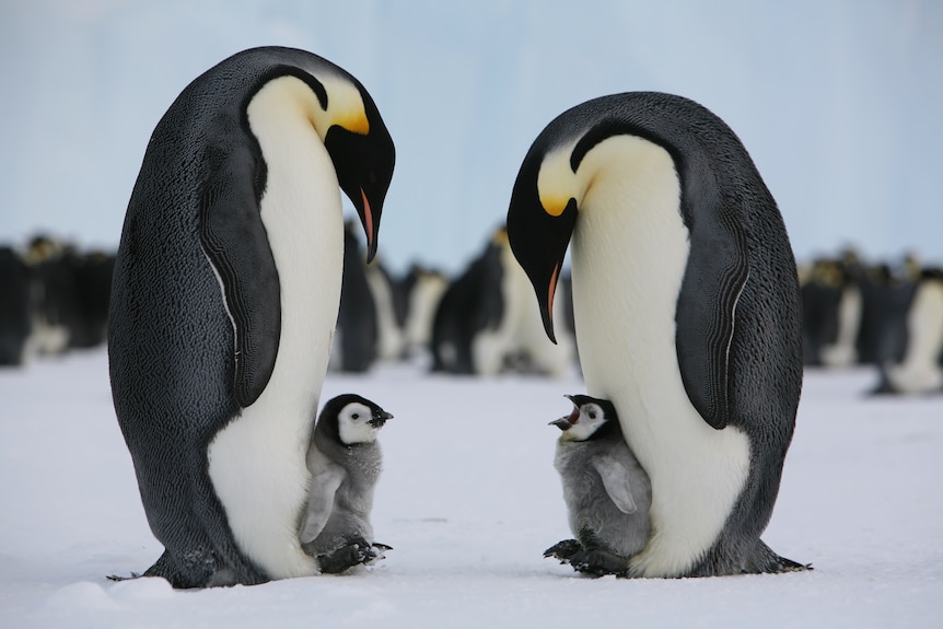 Two emperor penguins and their chicks on ice.