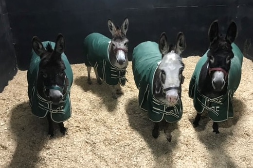 Four miniature donkeys in a pen